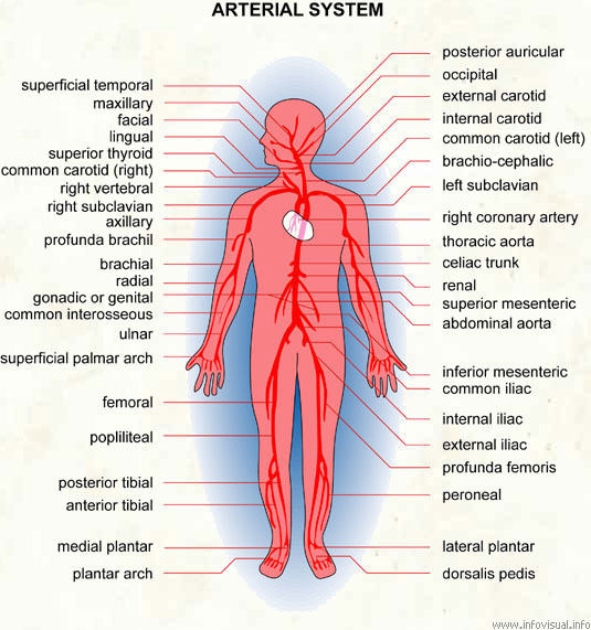 Arterial system